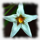 File:Wiki.png
